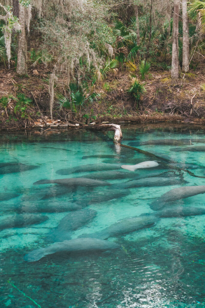 manatees in Blue Spring State Park