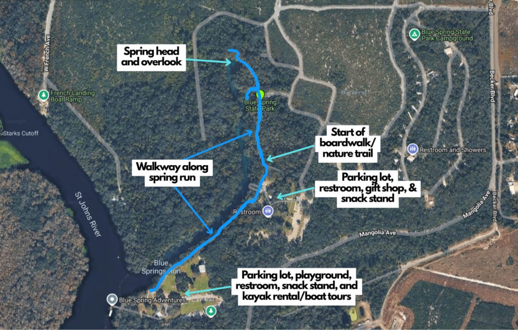 Illustrated satellite map of Blue Spring State Park showing the spring head at the top and a blue highlighted walkway along the spring run leading south to the St Johns River. Labels mark the start of the boardwalk nature trail and the parking lot, restroom, gift shop and snack stand near the main entrance. At the river end the map notes a parking lot, playground, restroom, snack stand and kayak rental boat tours near Blue Spring Adventures.