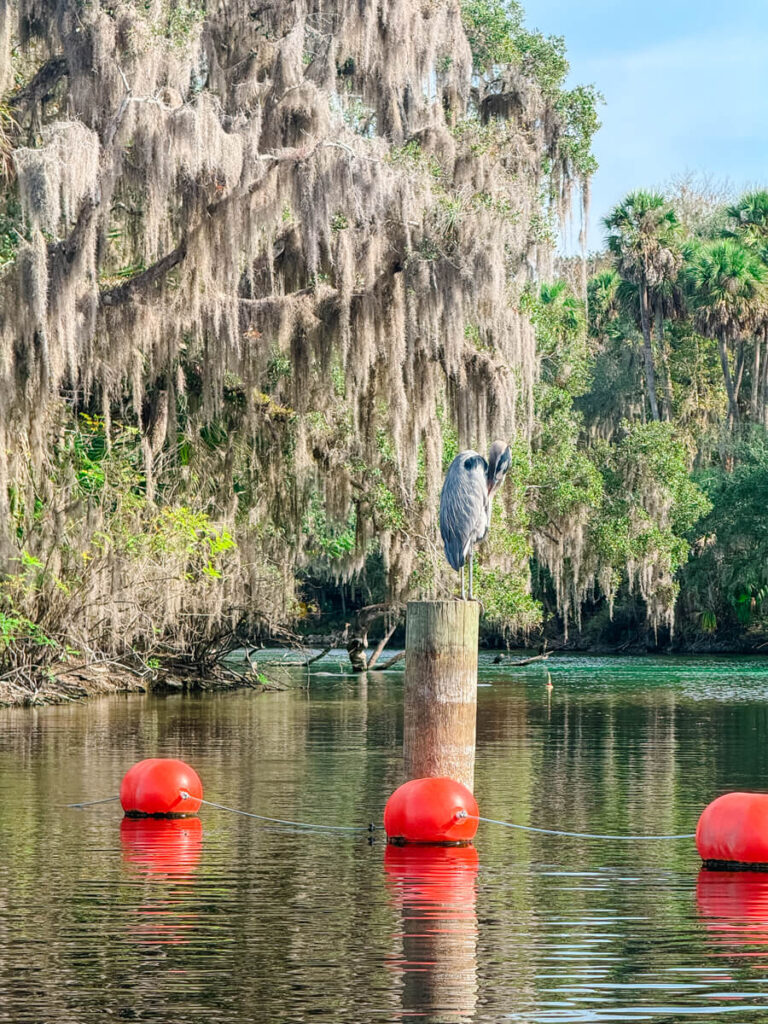 Bright orange buoys stretch across the water near a wooden post where a heron perches along the riverbank at Blue Spring State Park. Spanish moss hangs from the trees, framing the protected waterways that make Blue Spring State Park unique.