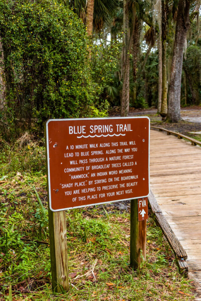 Brown trail sign reads "Blue Spring Trail. A 10 minute walk along this trail will lead to Blue Spring. Along the way you will pass through a mature forest community of broadleaf trees called a hammock an Indian word meaning shady place. By staying on the boardwalk you are helping to preserve the beauty of this place for your next visit." The sign stands beside the wooden boardwalk at Blue Spring State Park.