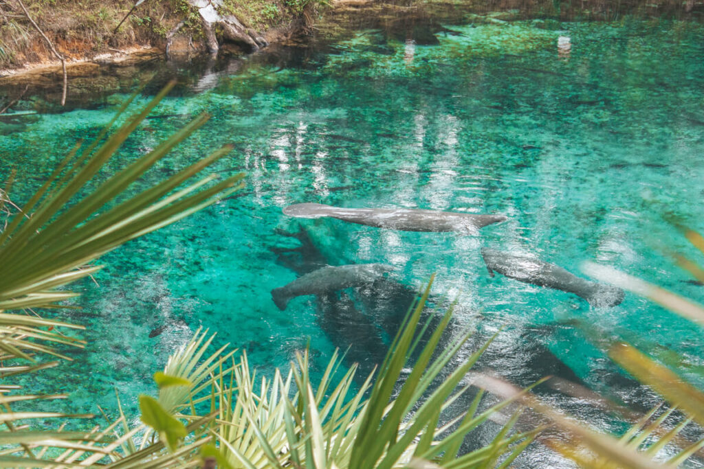 Several manatees swim in clear turquoise water at the spring head of Blue Spring State Park with palm fronds framing the view. The transparent spring reveals the large gentle mammals gathered below the surface.