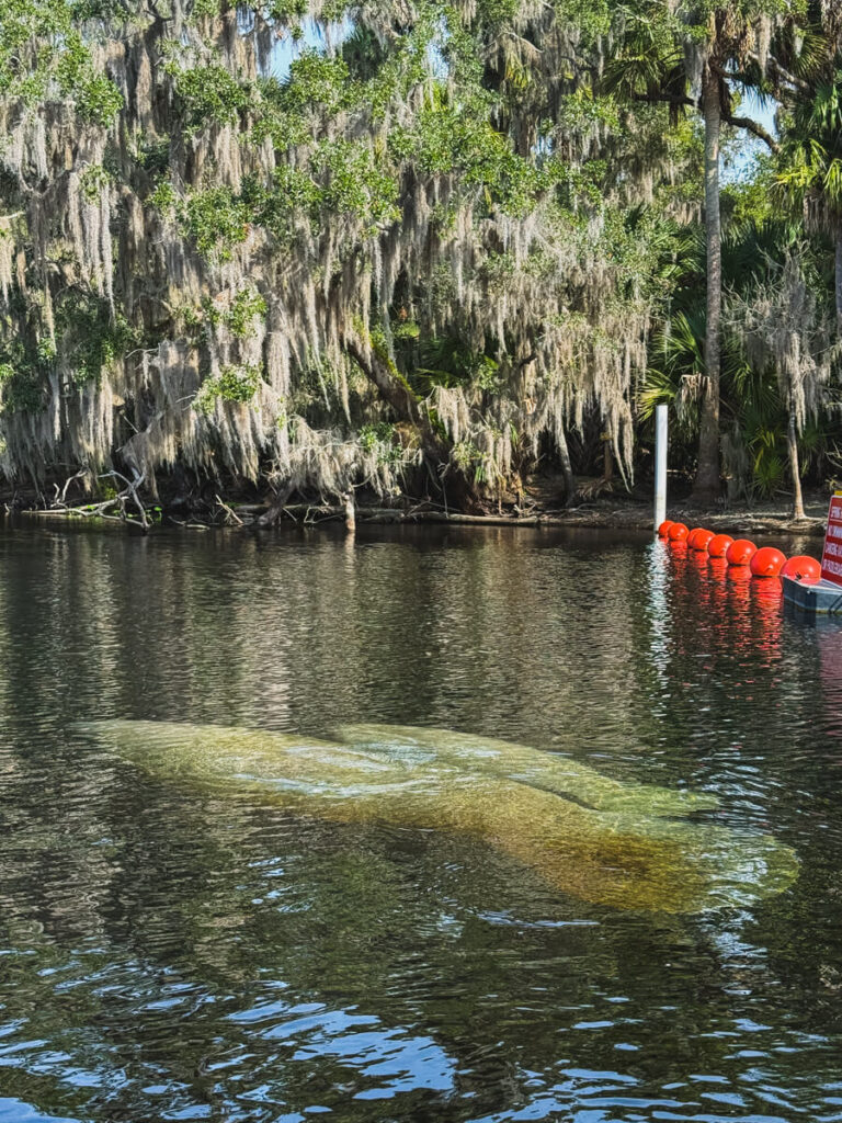 Two manatees glide beneath the water in the St. John's River near the orange buoy line that separates it from the spring run of Blue Spring State Park. Moss draped cypress trees appear along the shoreline in the background.