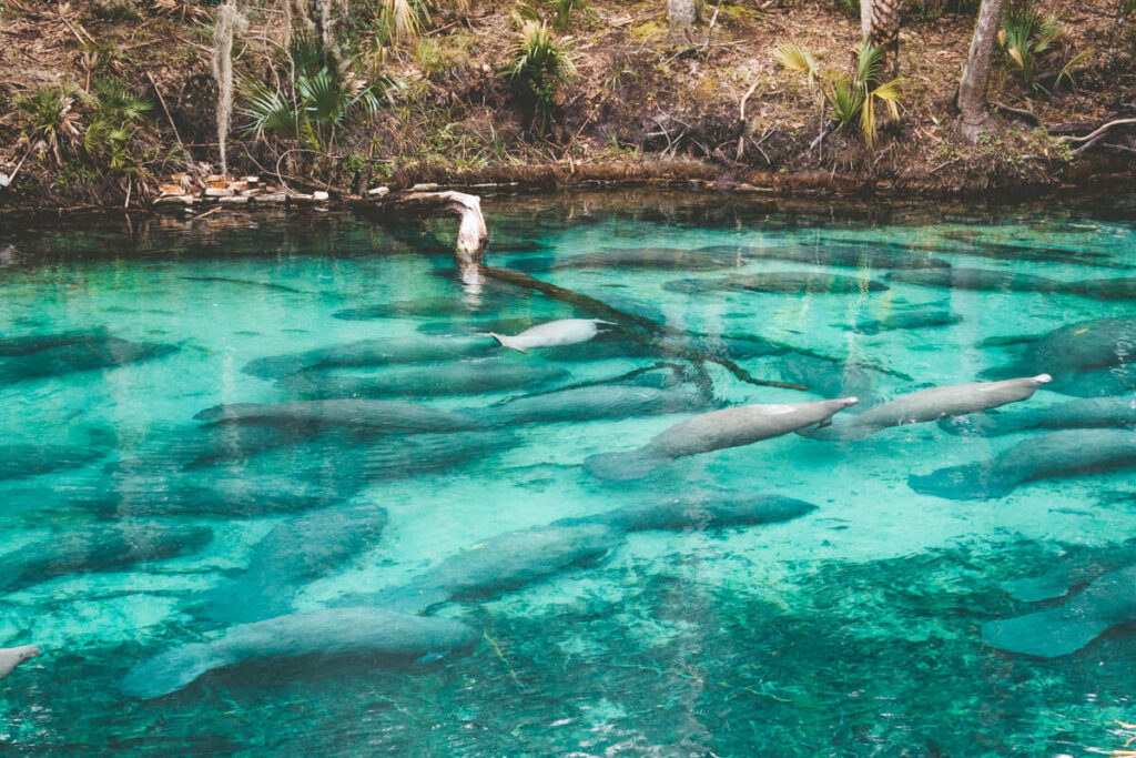 Dozens of manatees cluster together in the bright blue spring basin at Blue Spring State Park. The crystal clear water makes the outlines of the manatees visible as they rest in the protected spring.