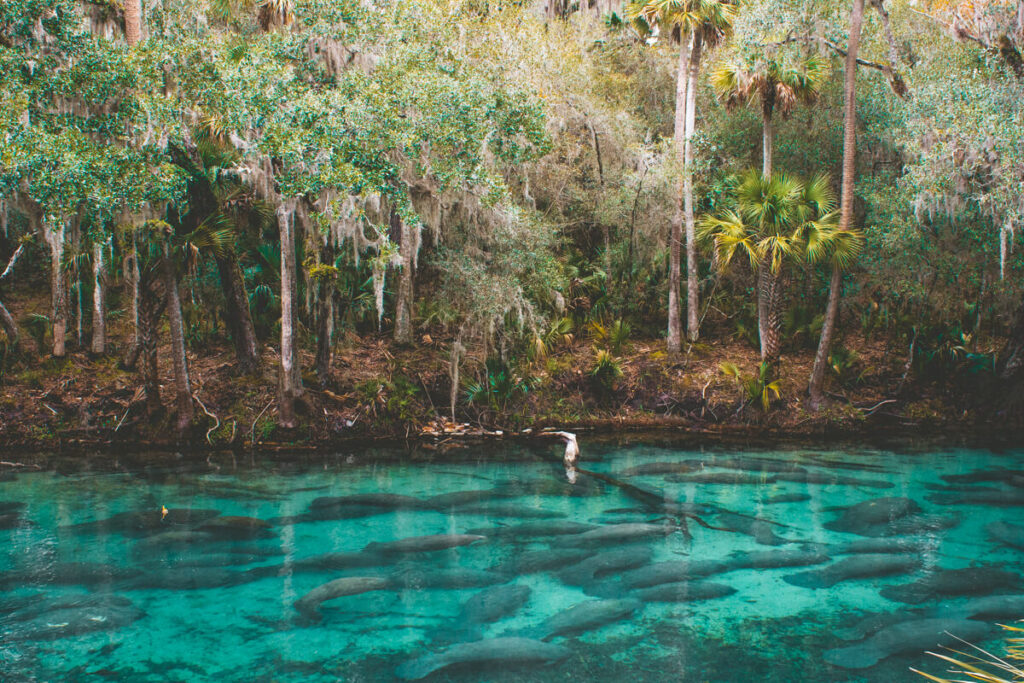 Dozens of manatees gather together in the bright blue spring basin at Blue Spring State Park beneath palm trees and Spanish moss. The transparent water reveals the large mammals resting in the protected spring run.