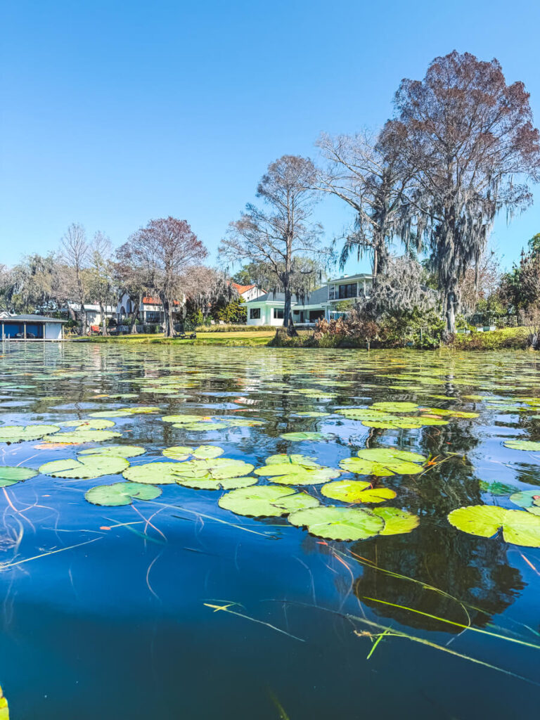 Lily pads floating on Lake Osceola in Winter Park Florida with waterfront homes and tall cypress trees draped in Spanish moss along the sunny shoreline.