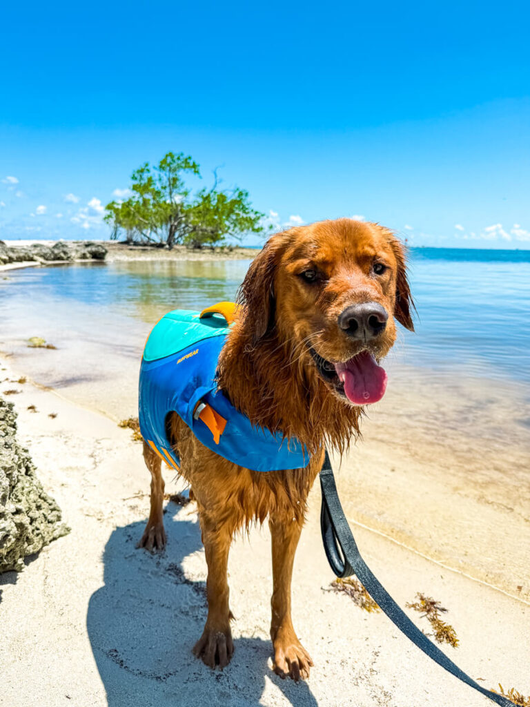 red golden retriever in life jacket with tongue out at Sombrero beach in Marathon, Florida