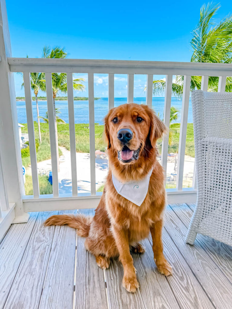 red golden retriever on balcony of Isla Bella Beach Resort hotel room
