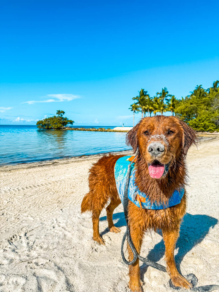 Red golden retriever standing on a beach with sand on his nose. Taken at Isla Bella Beach Resort, one of the top pet-friendly resorts in the Florida Keys