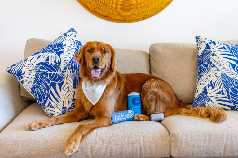 dog in bandana on tan couch with blue and white pillows and toys in front of him. Taken at Isla Bella Beach Resort in Marathon Florida