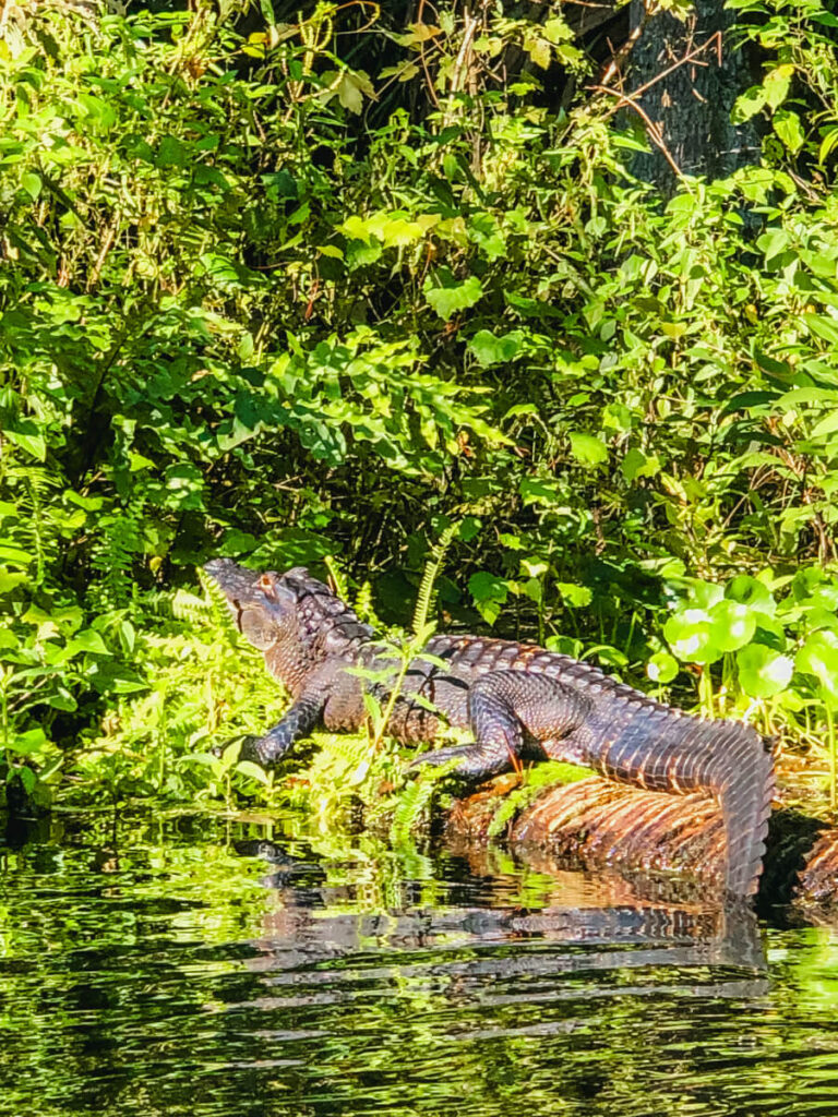 Alligator sunning on a log along the Wekiva River with dense foliage in the background