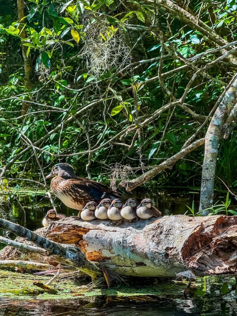 mom and baby wood ducks sit on a log on the Wekiva River